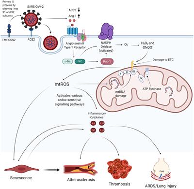 SARS-CoV-2 Mediated Endothelial Dysfunction: The Potential Role of Chronic Oxidative Stress